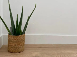 MM Greenhouse Appartement / Tourcoing - Lille
