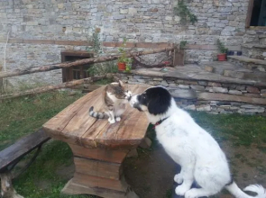 Guest House Vesko & Suzi