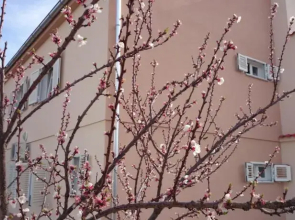 Apartment Summer Night Dream