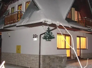 Modrzew
