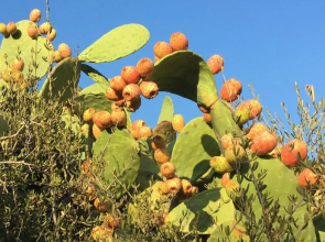 Il Bouganville a 150m dalla spiaggia con vista sulla splendida baia di Porto Raphael