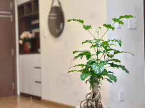 Ivy Apartment - A cozy 2-bedroom apartment perfect for Ha Long Getaway