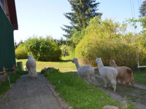 Alpakatherapie und Ferienhof Charlottenthal