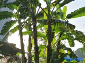 Xiutianju Garden Inn