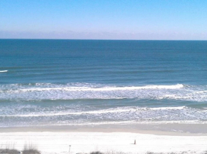 Sand Dollar