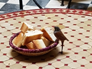 Riad Sidi Magdoul