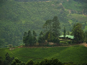 Talayar Valley Bungalow