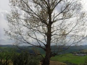 Agroturismo Il Vecchio Pioppo