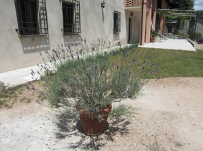 Il Giardino di Lavanda