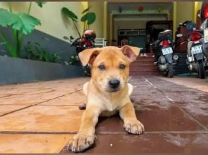 Bamboo Riverside Home