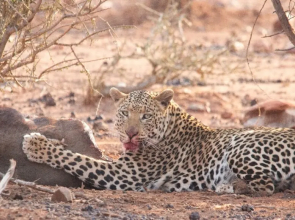 Motswiri Private Safari Lodge