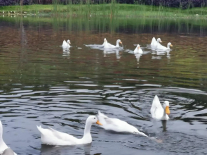 Vimala Hills Villa 4 Bedroom with Mountain View