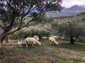Alpacafarm Abruzzovakantie