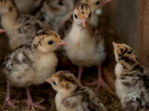 Tourist Farm Ob izviru Krupe