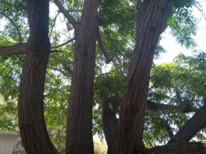 Guest House Oleandro IUN 2727