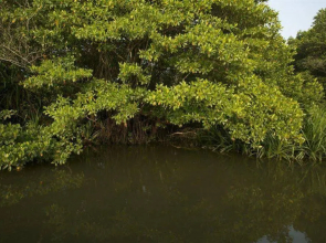 Mangrove Escapes