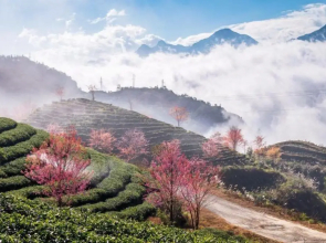 Sapa Dao Homestay