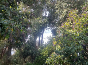 Bird Paradise