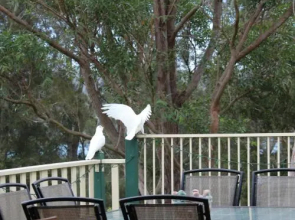 Blue Gum Cottage on Bay