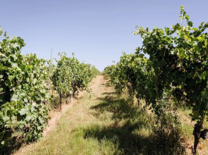 Villa Podere 109 - BioWine