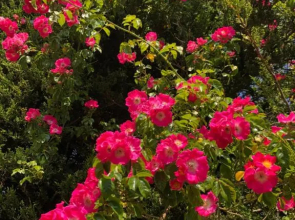 Little Gem with Private Hot Tub - Up to 25 percent off ferry