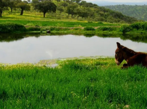 Finca Los Llanos