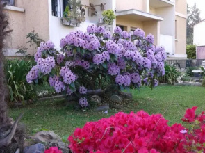 Les Floralies bis