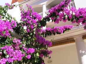 Apartments Paloma Blanca