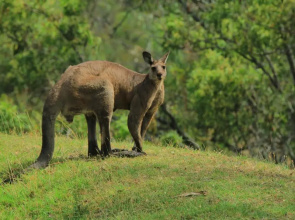 Wandin Valley Estate