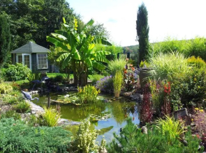 Les Agapanthes