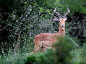 Royal Thonga Safari Lodge