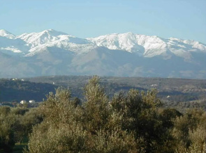 Saint Basil Olive Grove