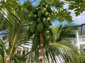 Five Palms Marumbi