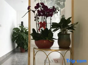 Perfume Lemon Hotel