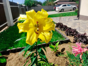 Гостевой дом Emerald на Фиоленте