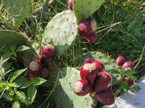 Гостевой дом Горландия