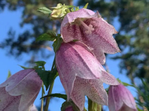 Мини-отель Подснежник