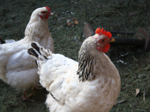 Гостиничный комплекс Подстепки Хаус