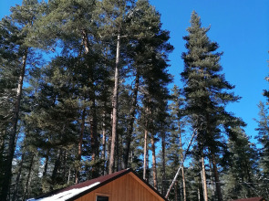 Шале Лес хрустальной песни 1