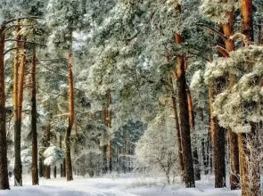 Отель Сосновый бор