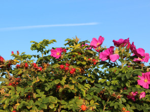 ЭКО Отель Настасьино Хуторок