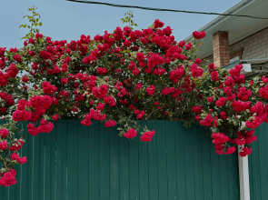 Гостевой дом Дар