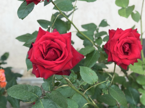 Гостевой дом Лазурный берег