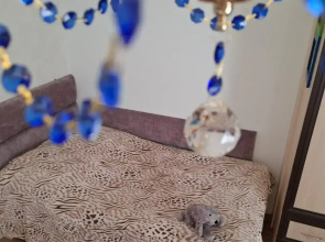 Apartament Luchina