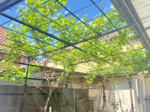 Апартаменты Сад у Моря