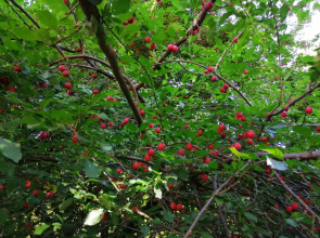 Апартаменты Пригородная 7