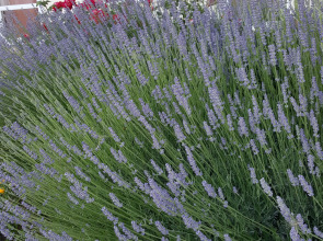 Гостевой Дом Роза Ветров