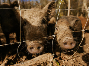 База отдыха Агротуристический комплекс Эль Ранчо