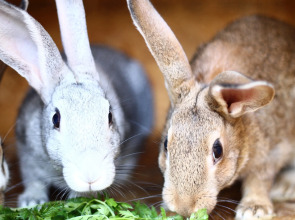 Гостевой Дом Агроусадьба NaraEcoHills
