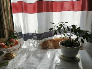 Квартира Море из окна